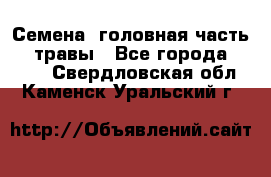 Семена (головная часть))) травы - Все города  »    . Свердловская обл.,Каменск-Уральский г.